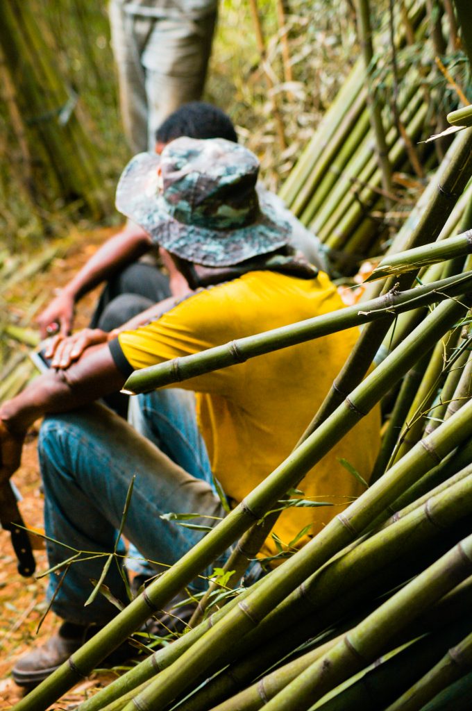 O Time Operacional do PNMCR realizou um trabalho muito interessante no último mês. Trata-se do manejo do Bambu Cana da Índia, uma espécie exótica. Ou seja, não é nativa da Mata Atlântica. Logo, por se tratar de uma Unidade de Conservação, devem ser manejadas e retiradas da área do parque.