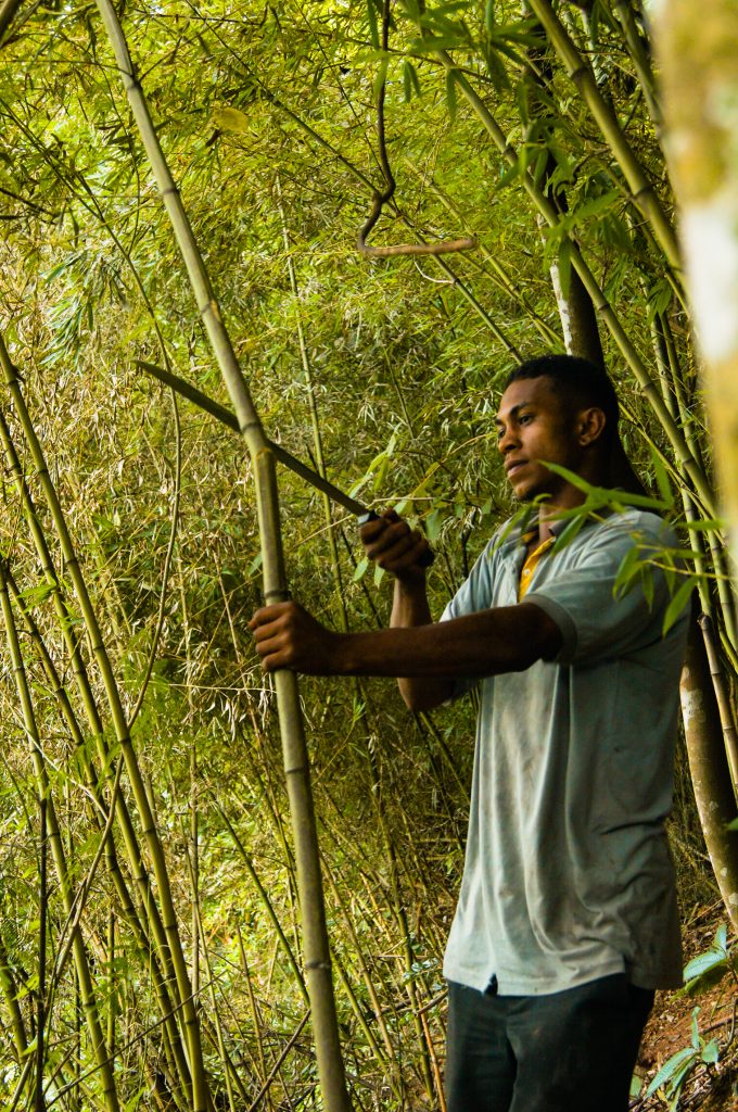 O Bambu se espalha muito rápido, sendo o manejo essencial para evitar que ele tome conta da área e atrapalhe o crescimento das espécies nativas.