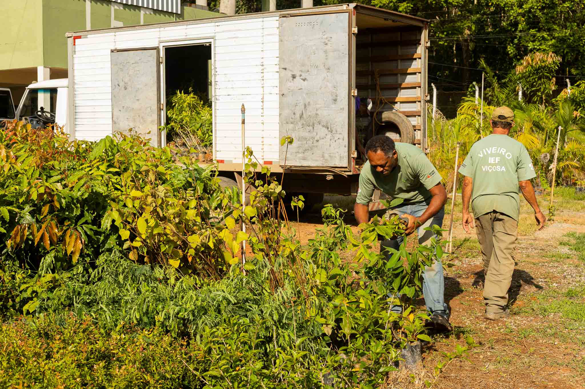 Mudas e sementes destinadas ao plantio do projeto Semeando Diversidade Plantando Água