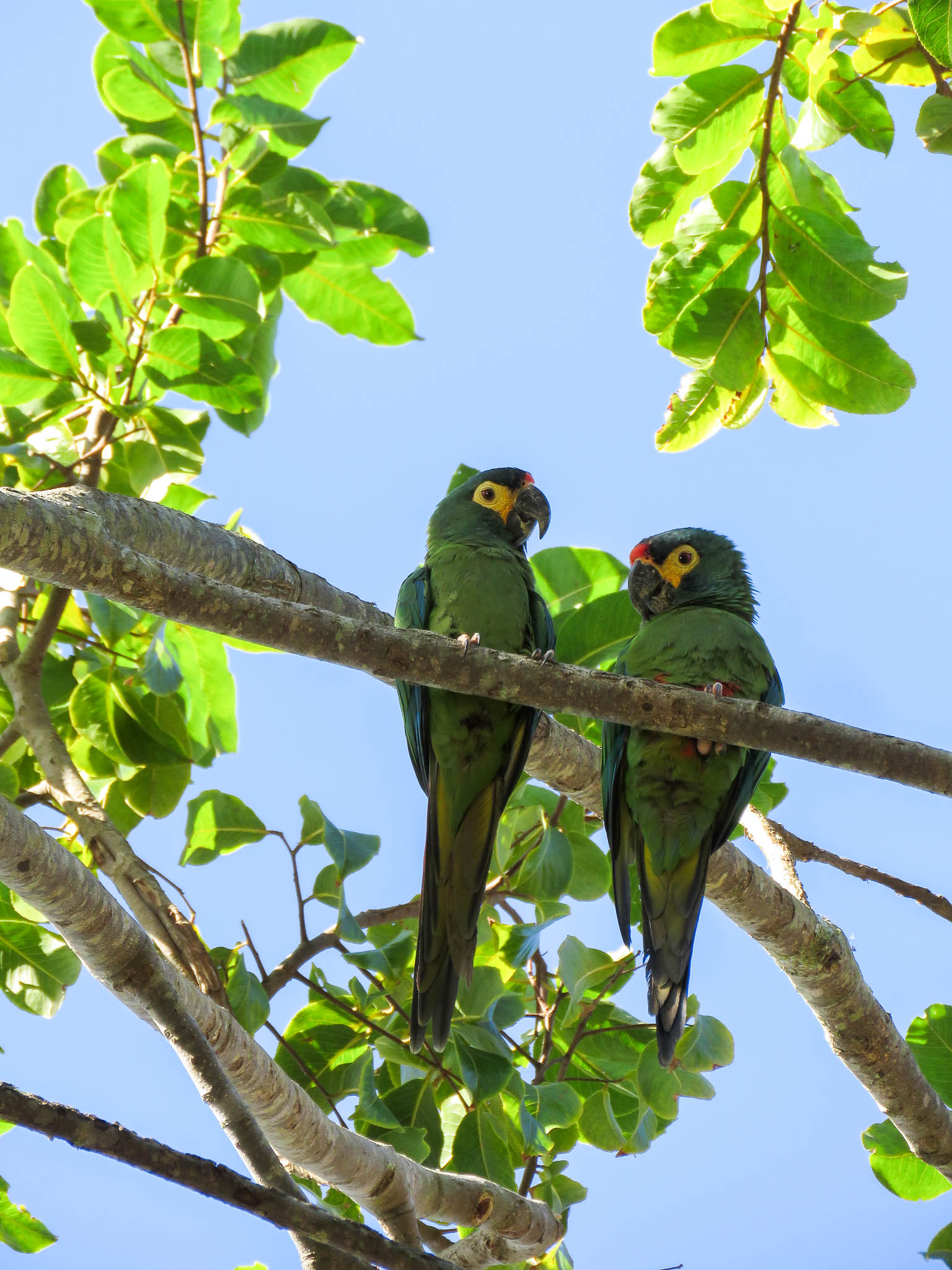 Dia Nacional da Defesa da Fauna