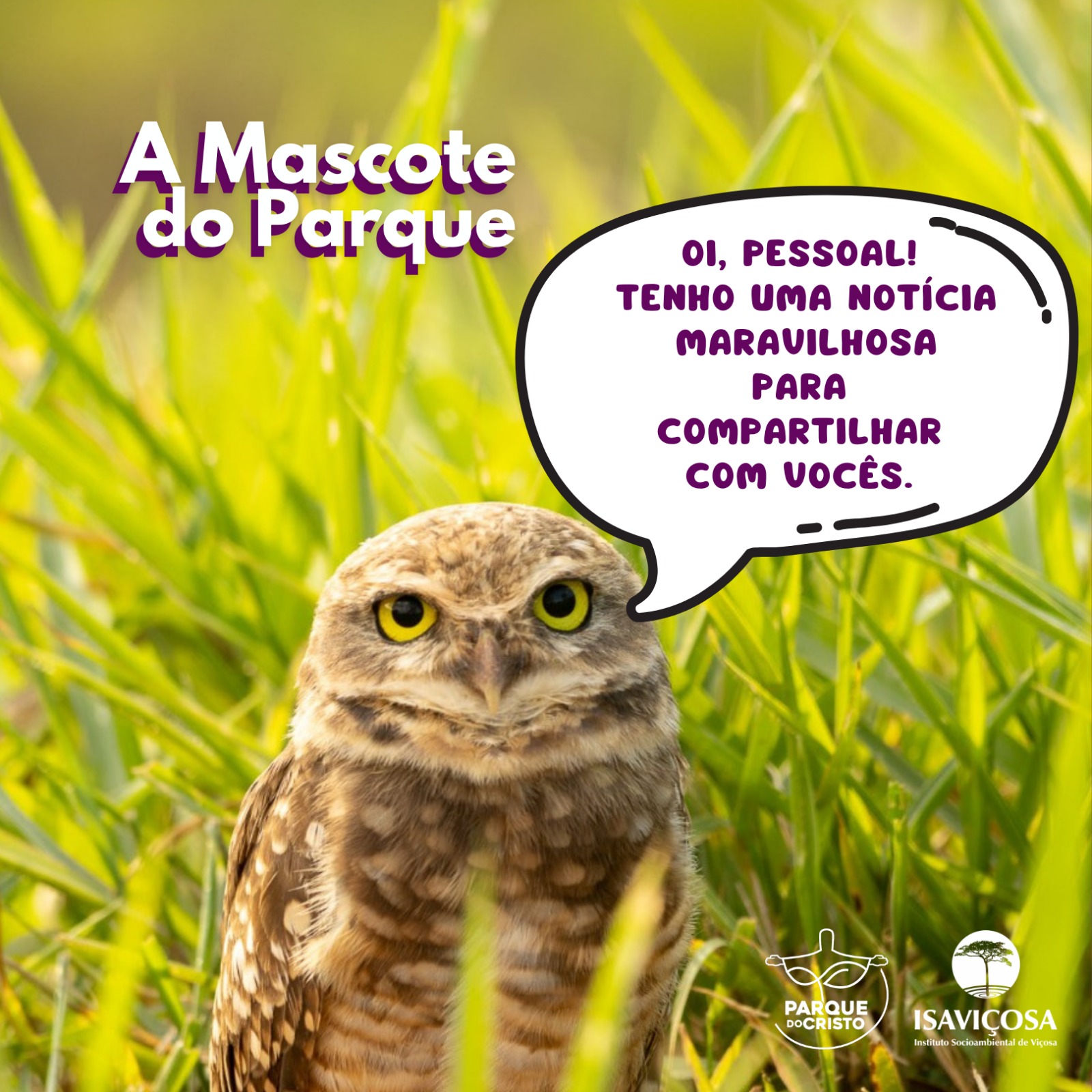 Coruja-buraqueira é eleita a Mascote do Parque do Cristo