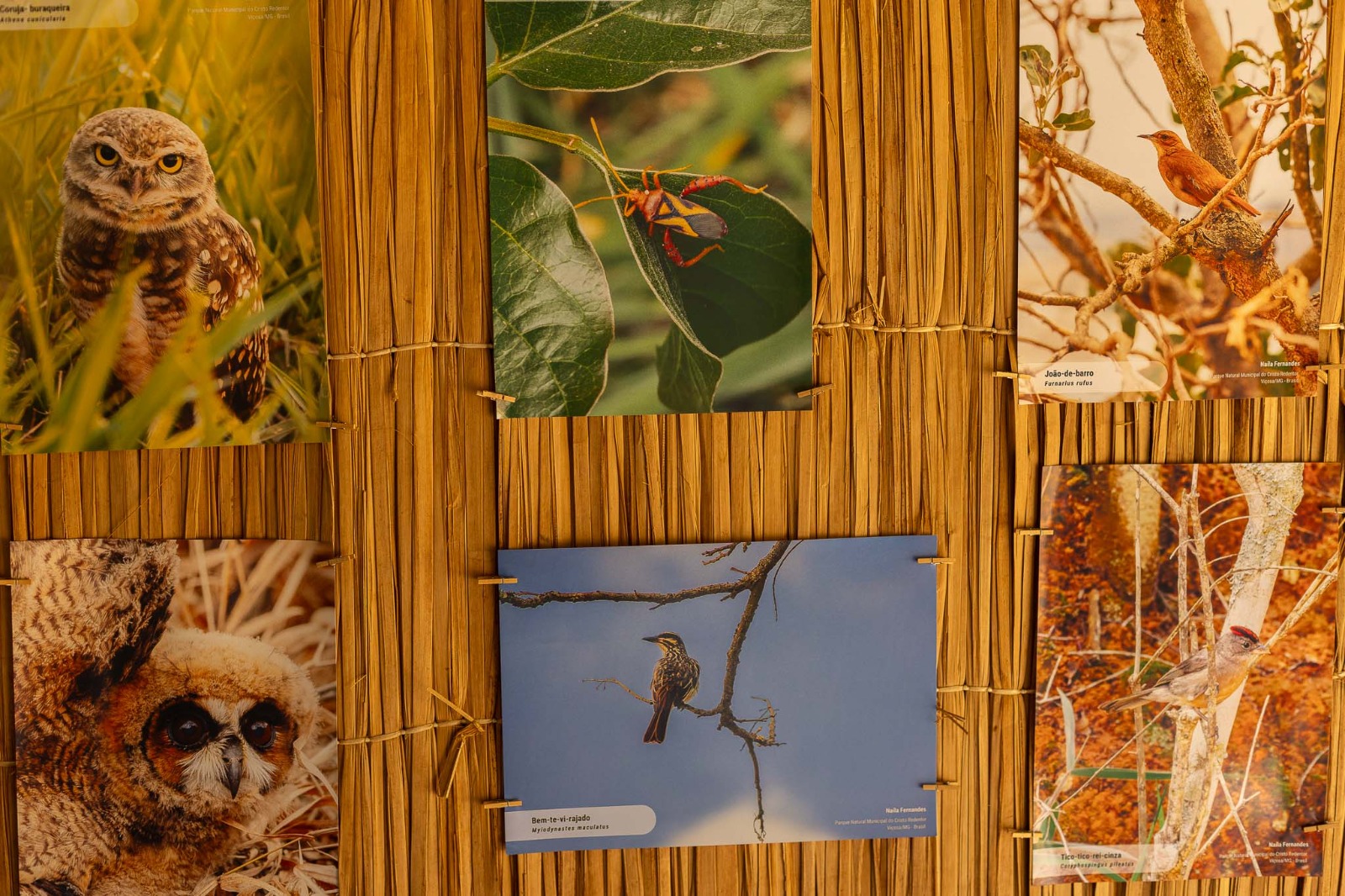 Exposição Fauna do Parque do Cristo