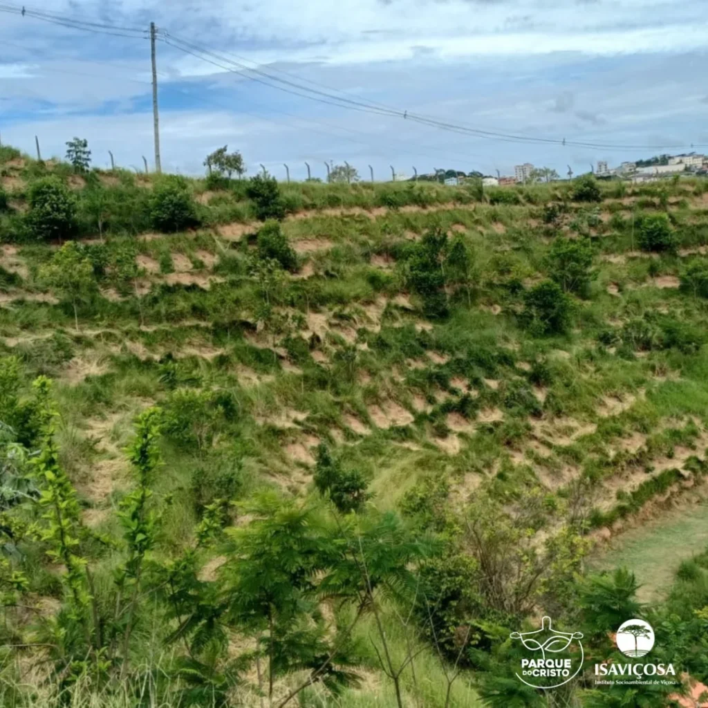 Atividades de manutenção nas áreas em restauração no Parque do Cristo