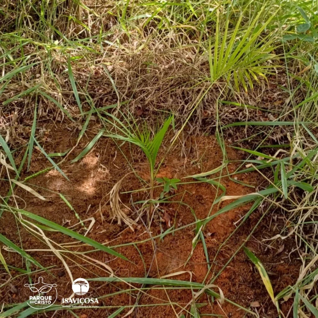 Atividades de manutenção nas áreas em restauração no Parque do Cristo