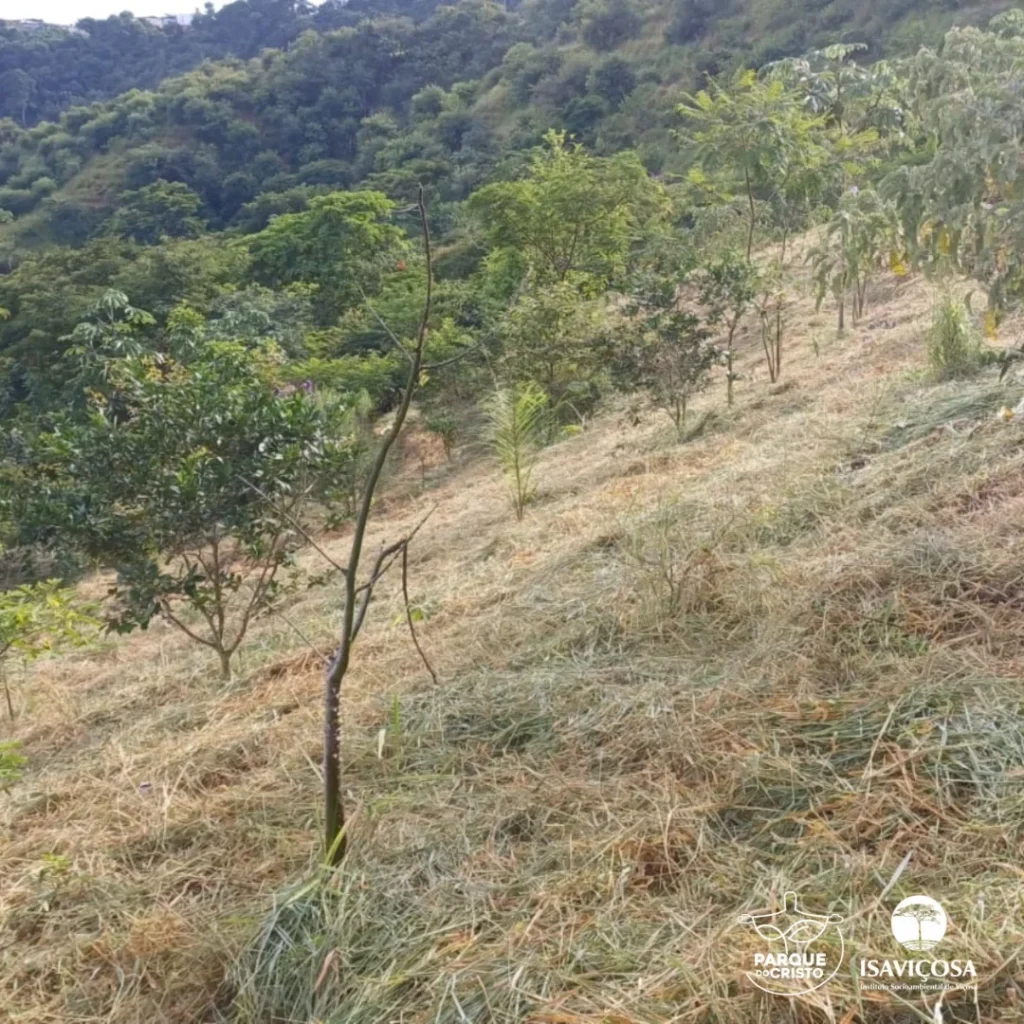 Atividades de manutenção nas áreas em restauração no Parque do Cristo