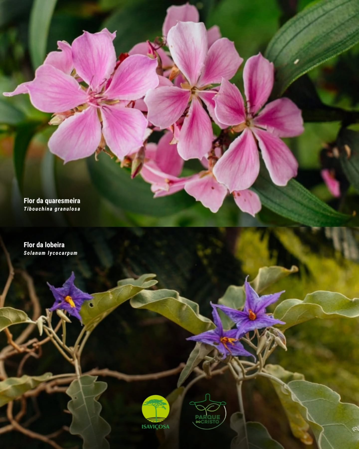 Flora do Parque do Cristo: quaresmeira e lobeira