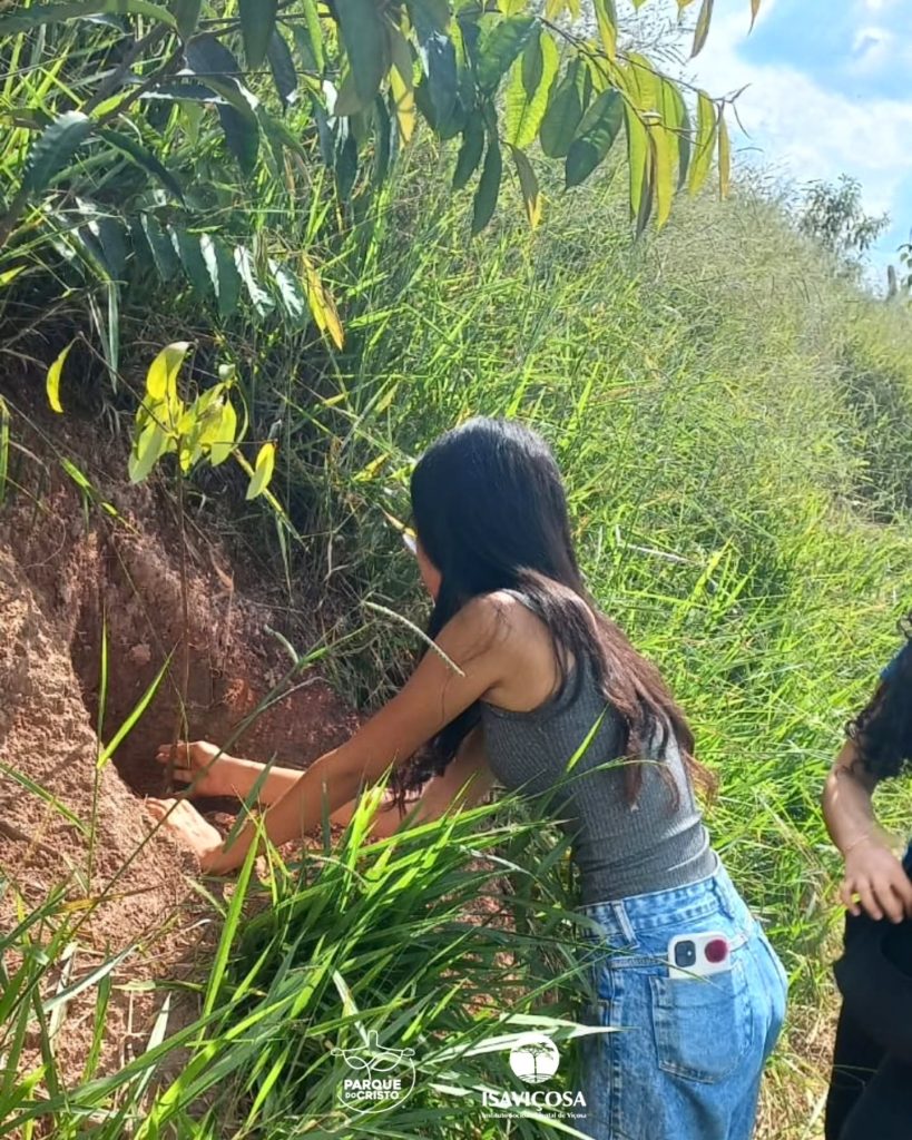 Parque do Cristo recebe plantio de 200 mudas nativas com apoio do Sicoob União dos Vales e do Interact Club