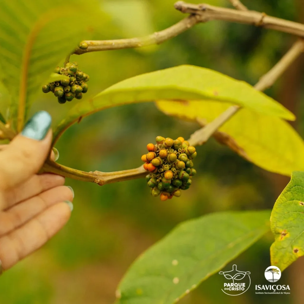 Programa de Recuperação Ambiental realiza monitoramento da vegetação no Parque do Cristo