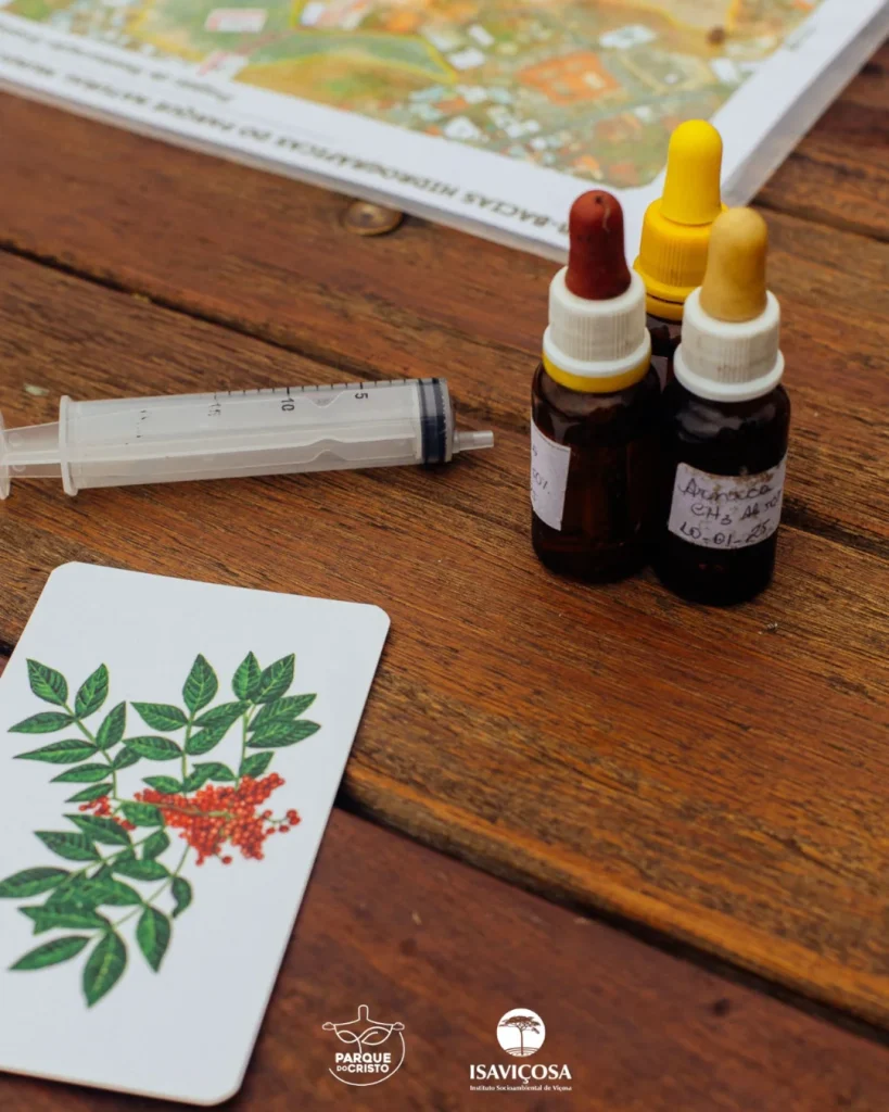 Tratamento homeopático no Parque do Cristo continua